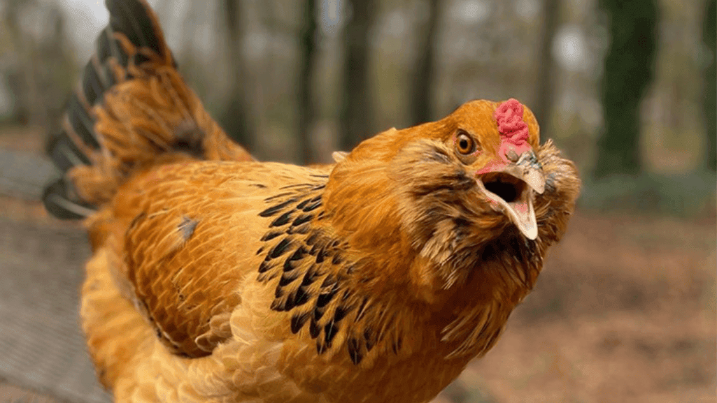 rare blue eggs chicken breeds