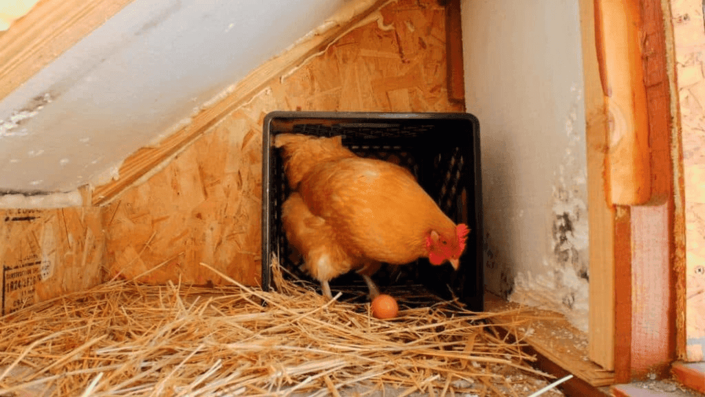 reliable fertilized chicken eggs