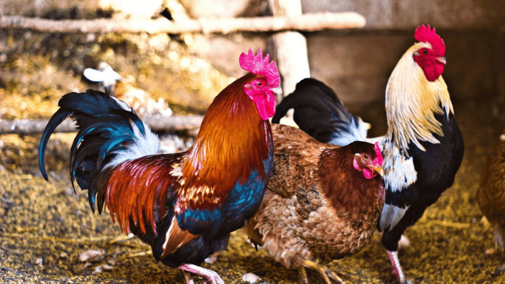 rooster behavior in the flock
