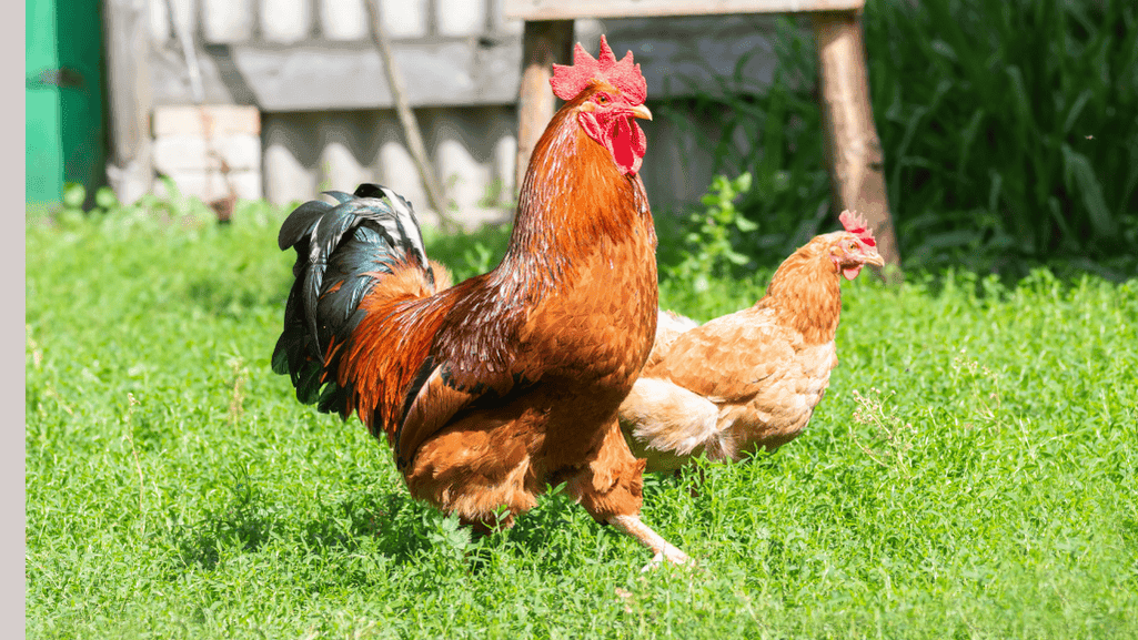 rooster characteristics vs hen traits