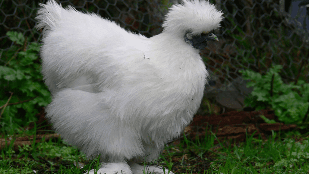 speckled sussex chickens