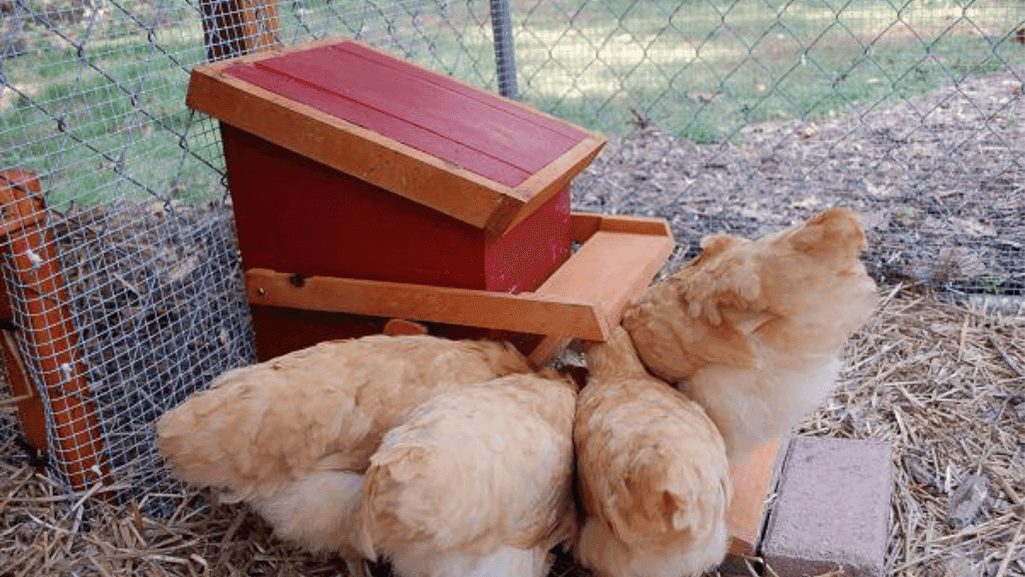 top-rated chicken feeders top-rated chicken feeders