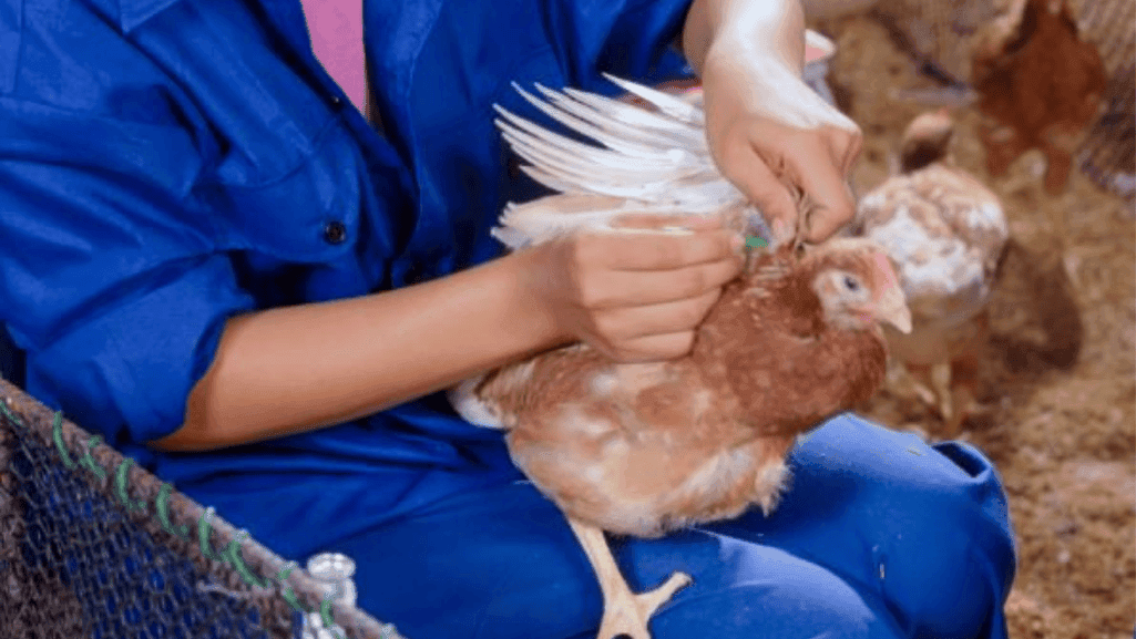 vaccination program in poultry farming
