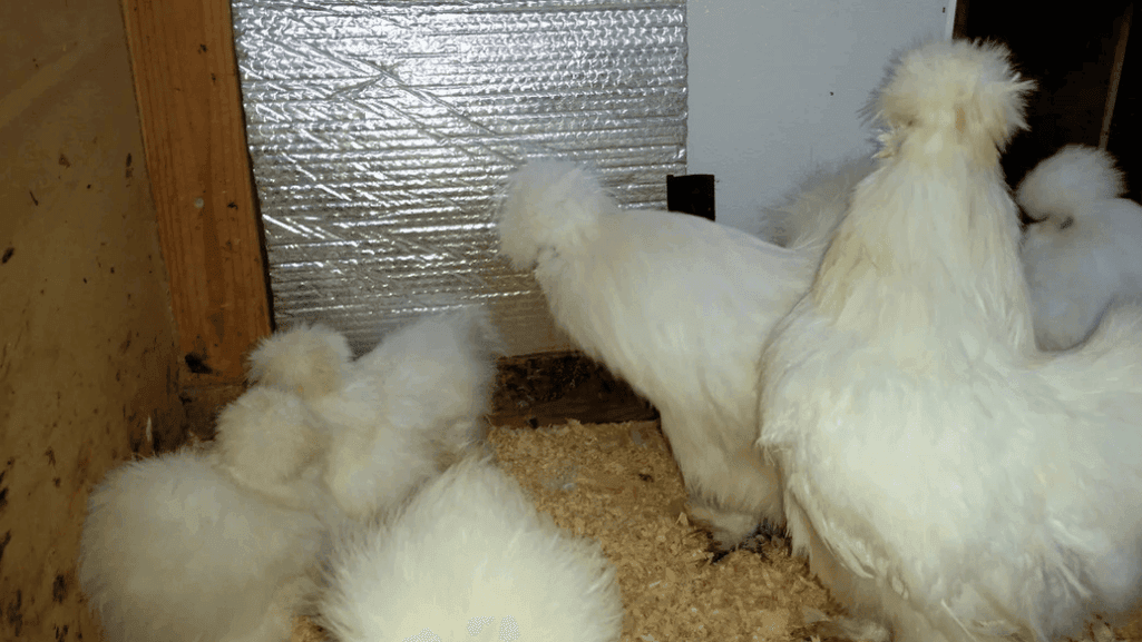 winterizing silkie coops