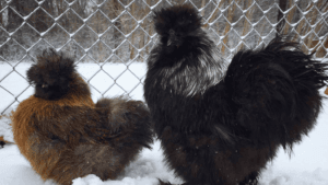 Are Silkies Cold Hardy