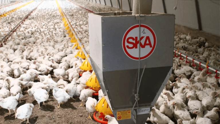 Automatic Poultry Feeders
