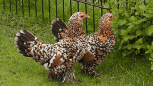 Bantam Chickens