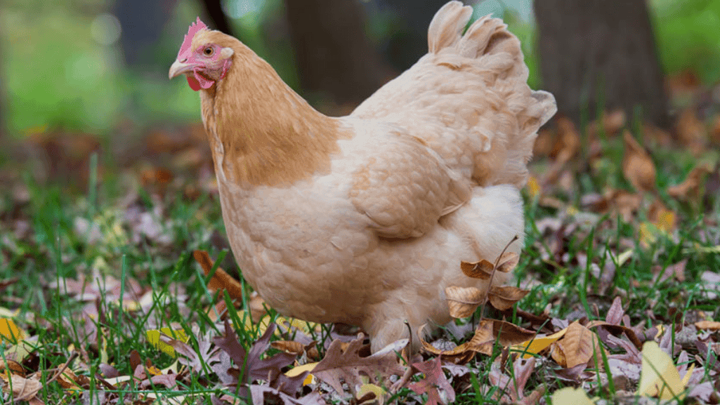 Best Chickens for Beginners