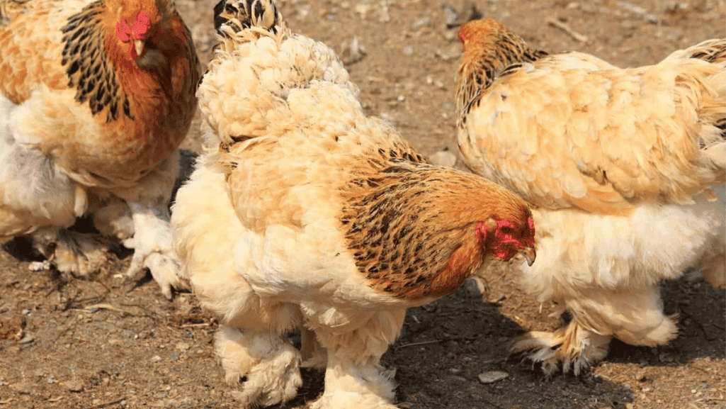 Buff Brahma chicken with feathered feet