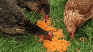 Can Chickens Have Carrots