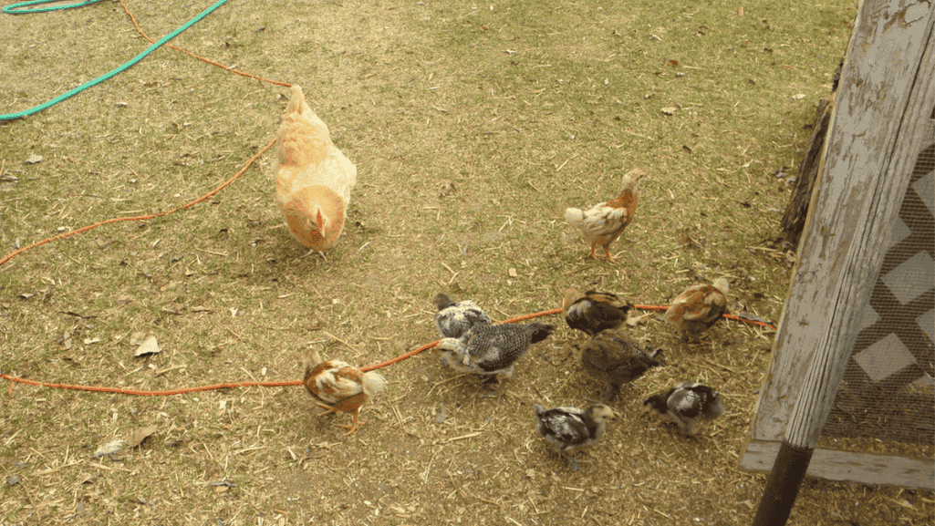 Chick Outdoor Readiness