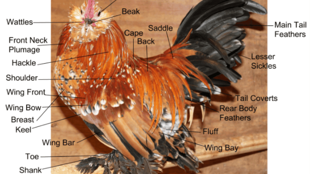 chicken muscle anatomy chicken muscle anatomy