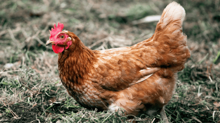 Wisconsin Wi Chicken Hatchery | Quality Poultry Chicks