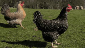 Chicken Breed Crosses