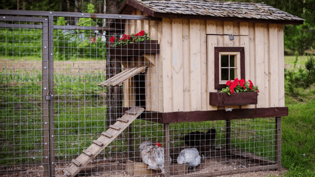 Chicken Coop