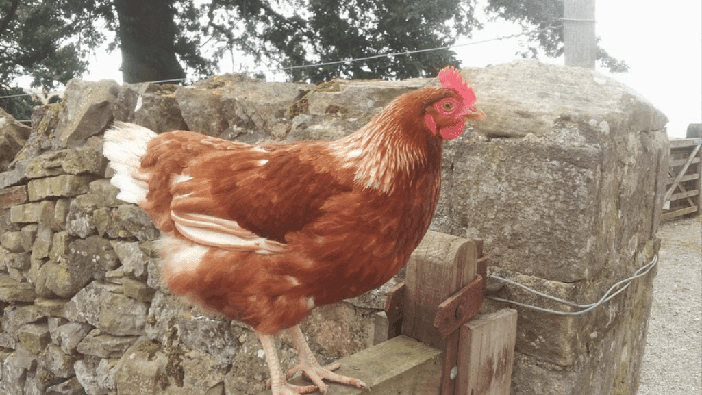 Chicken Daily Care