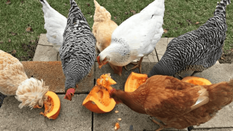Chicken Dewormer