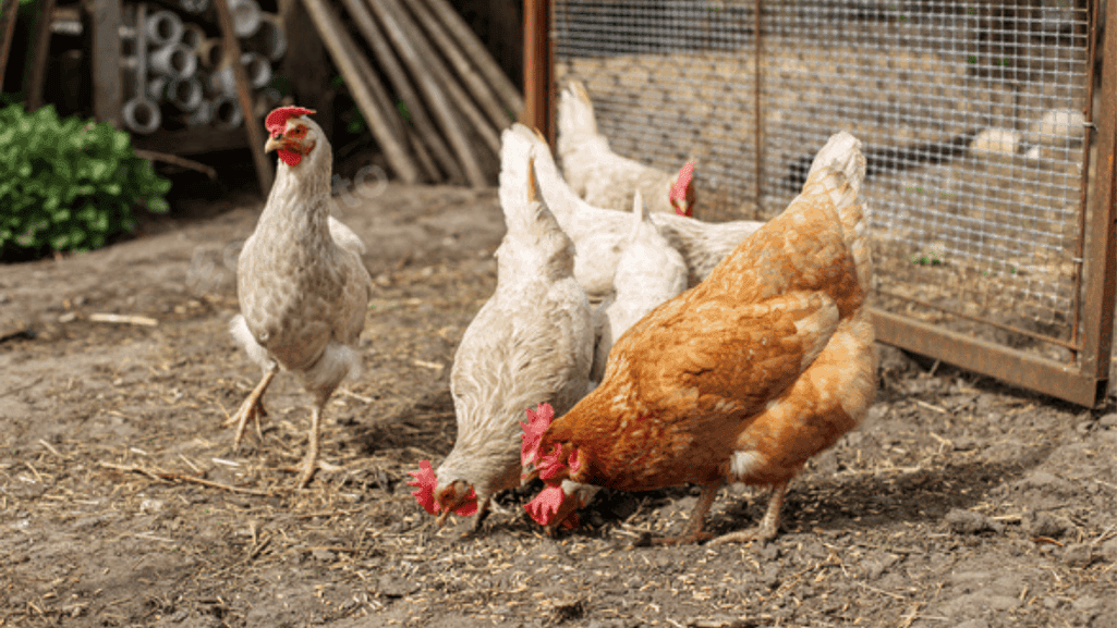 Chicken Foraging Garden Chicken Foraging Garden