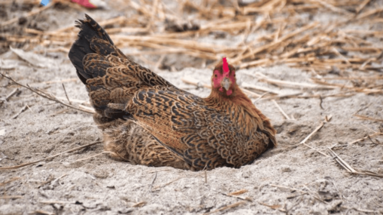 Chicken Rattling Sound in Chest