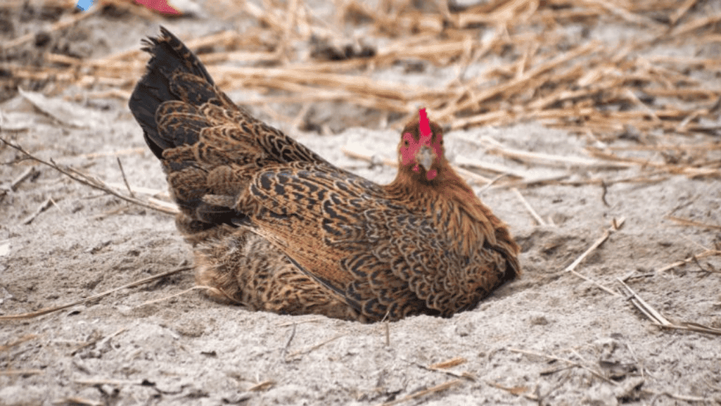 Chicken Rattling Sound in Chest