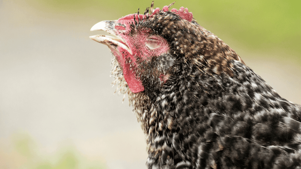 Chicken Respiratory Distress