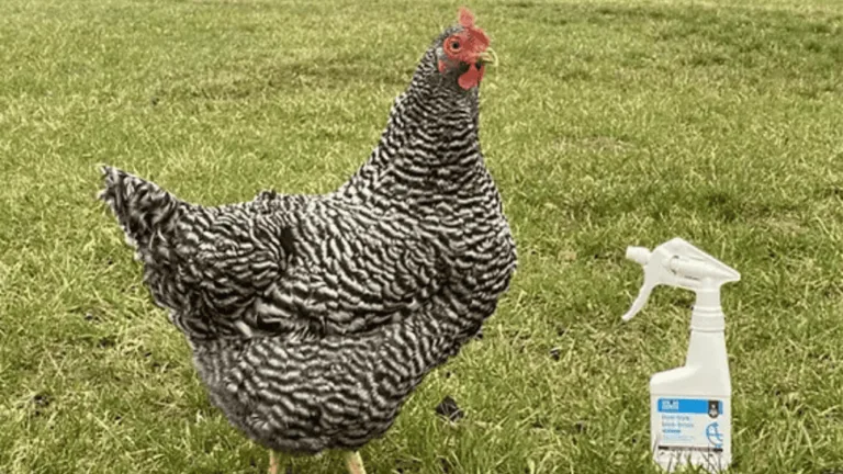 Chicken Wound Spray