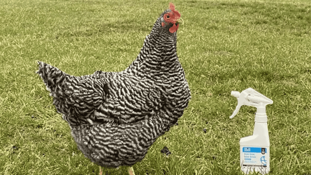 Best Chicken Wound Spray for Poultry First Aid Treatment