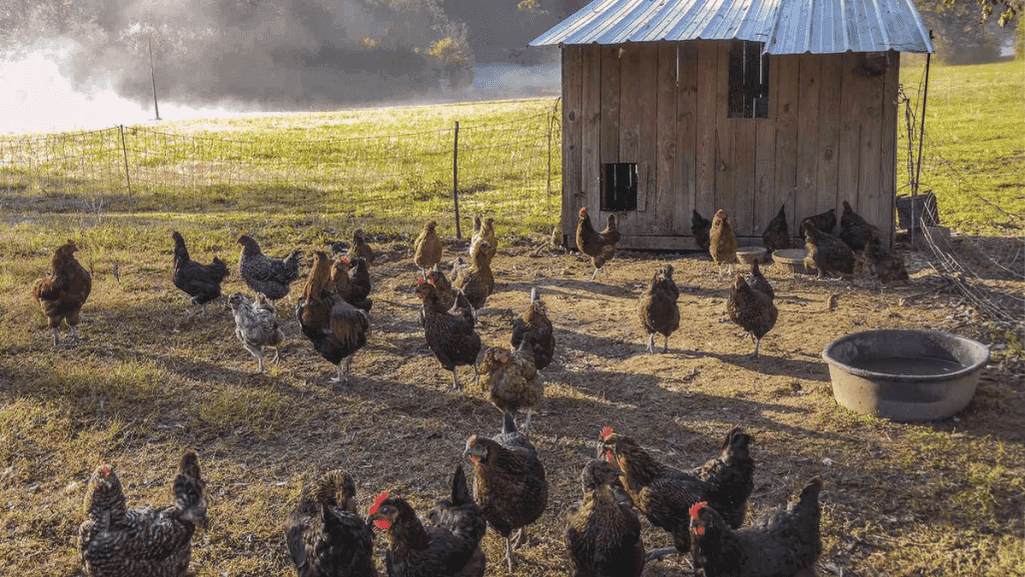 Chickens in coop