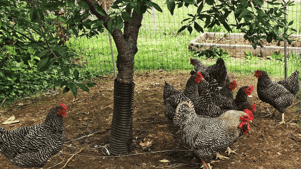 City Chicken Keeping Challenges