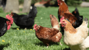 City Chicken Ordinances