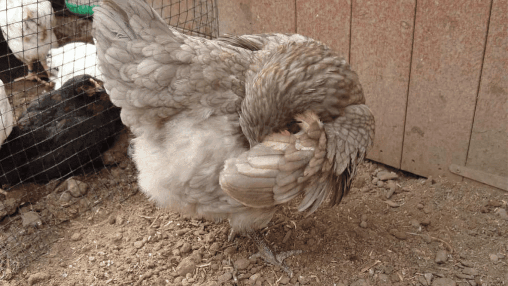 Coccidiosis in Chickens