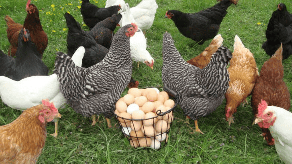 Common Chicken Breeds and Their Laying Abilities