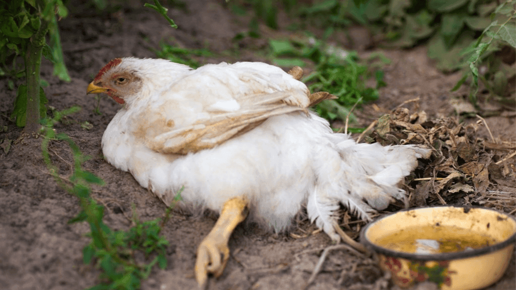 Common Diseases Affecting Chickens