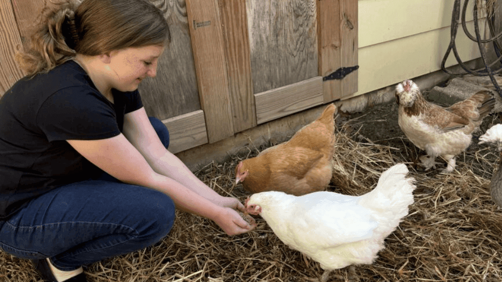 Community Chicken Laws