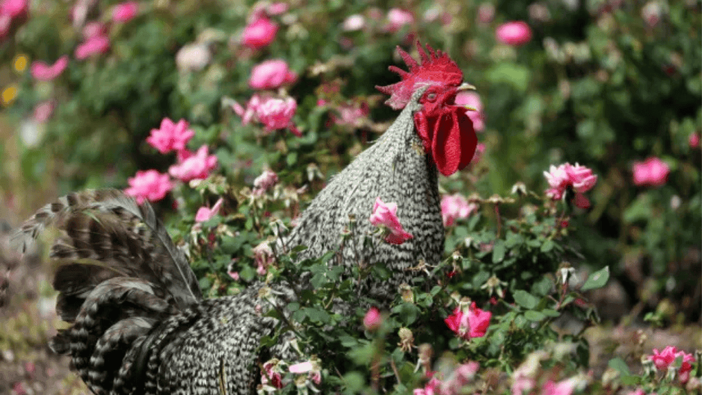 Crowing roosters in a backyard farm