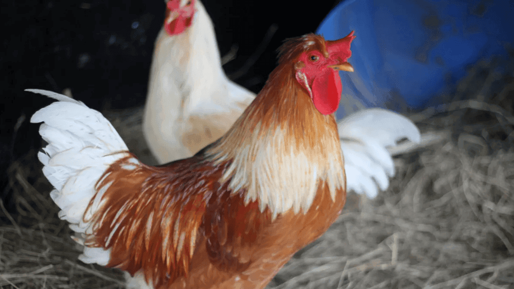 Debunking rooster myths