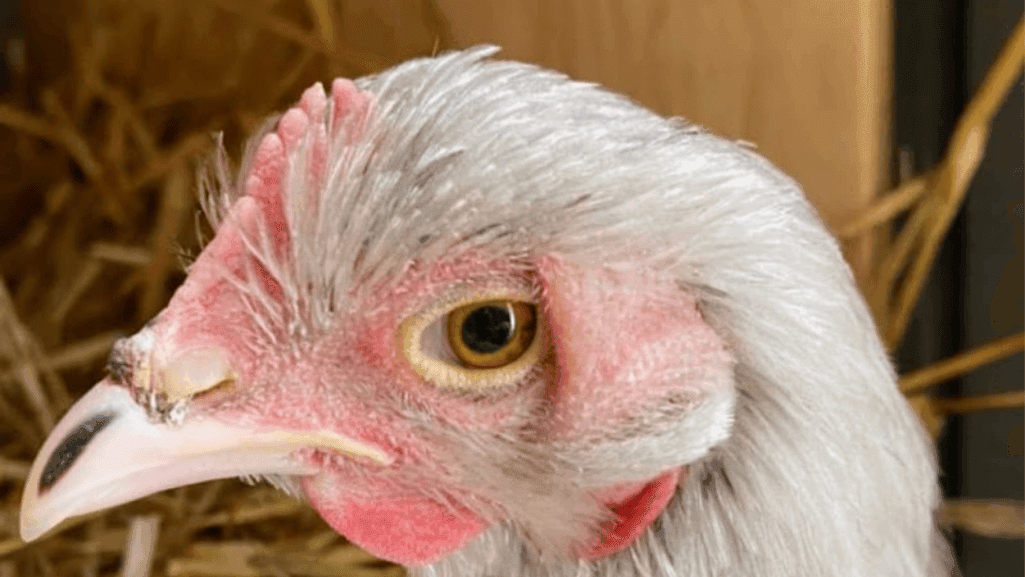 Diagnosing respiratory issues in poultry