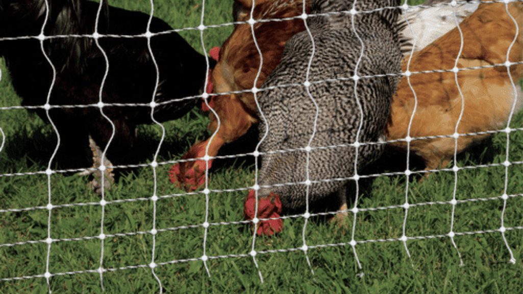 Electric Fence Poultry