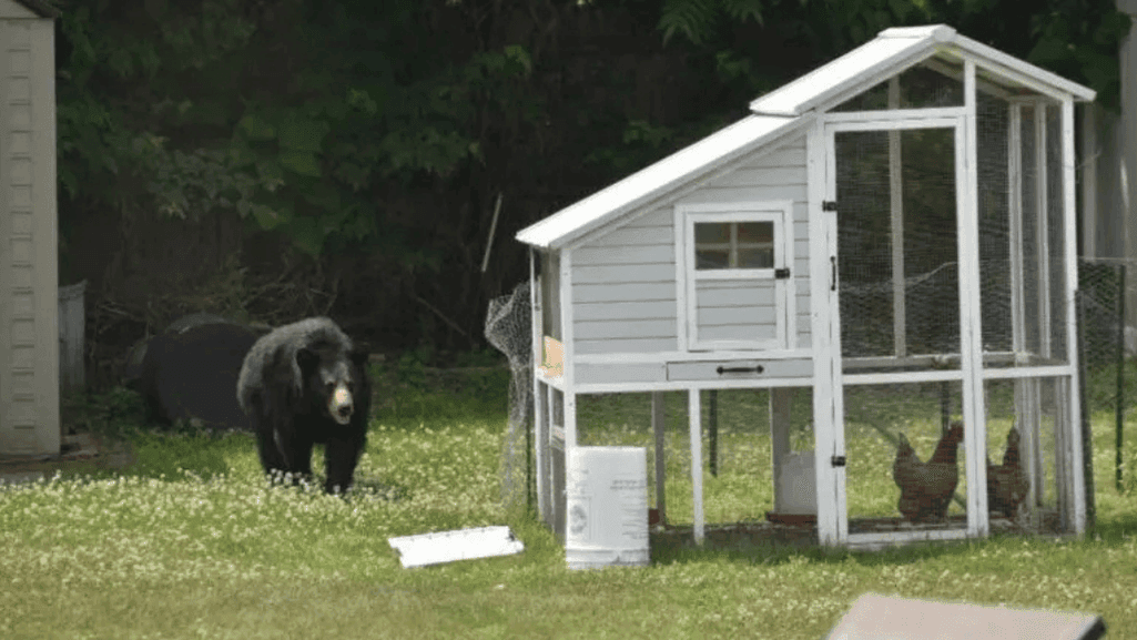Essential Chicken Coop Features