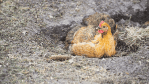 Chicken Dust Bath