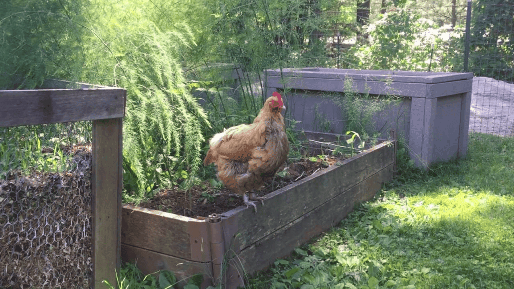 Happy Chickens in Dust Bath