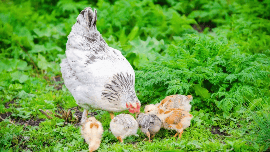 Healthy Baby Chicks