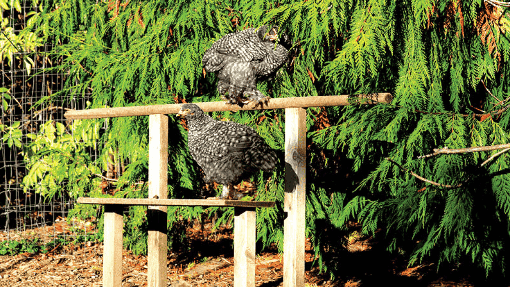 Healthy Chicken Coop Environment