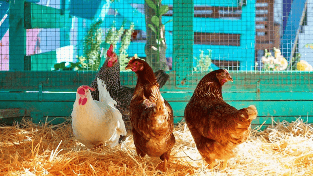 Healthy Chicken in a Coop