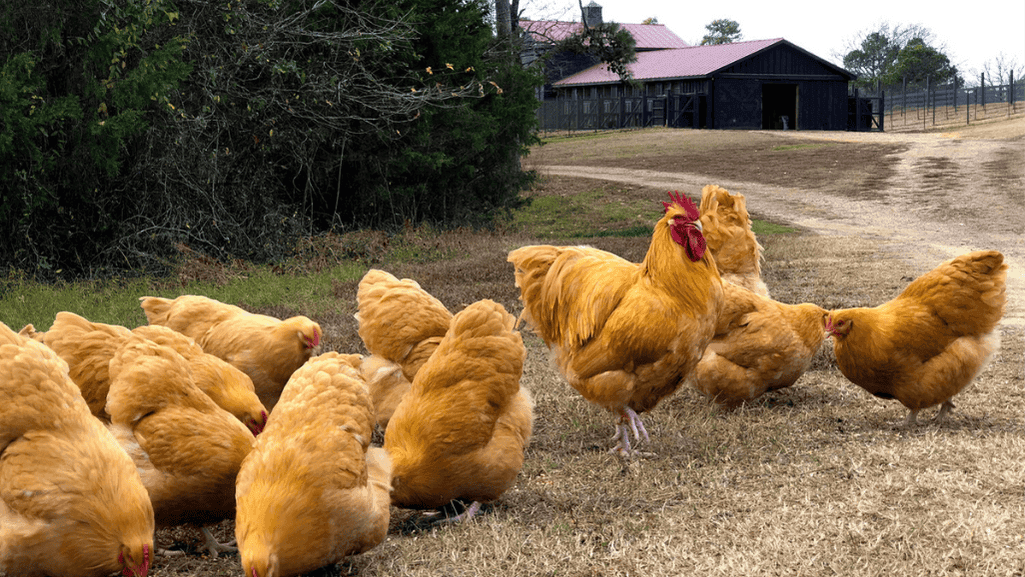Heritage Farms Chicken