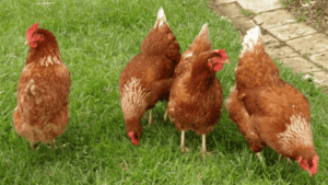 How Long Do Chickens Lay Eggs