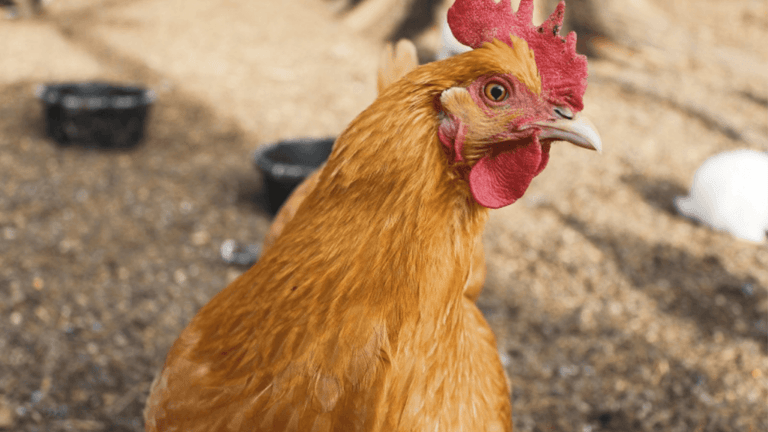 How to Keep Chickens Cool
