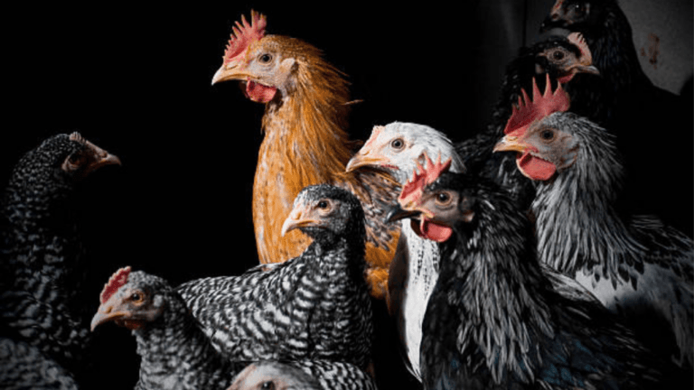 Introducing New Chickens at Night