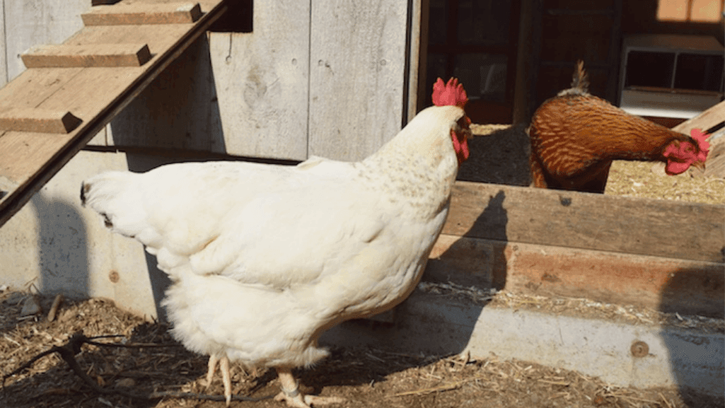 Isolating sick chicken