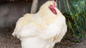 Large Egg Chicken Breeds